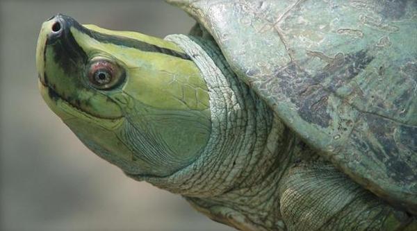 30 tortues Batagur de Birmanie réinsérées dans leur habitat naturel