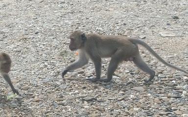Macaques Thailande
