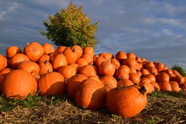 citrouilles istanbul turquie expressions intraduisibles