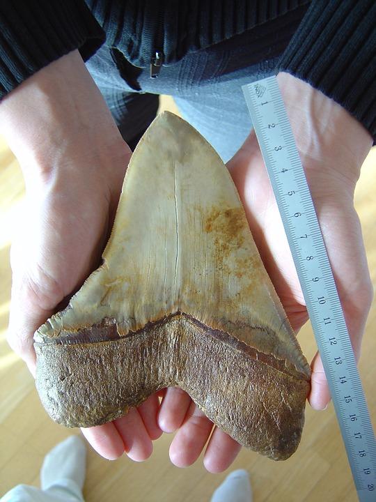 fossilized-megalodon-tooth-1162531_960_720