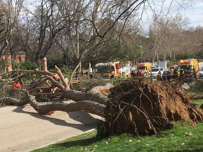 arbre parc retiro madrid
