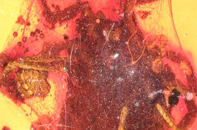 Découverte d’une tique fossilisée vieille de 99 millions d’années