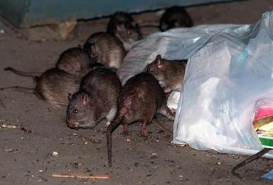 De plus en plus de rats dans les rues de Yangon