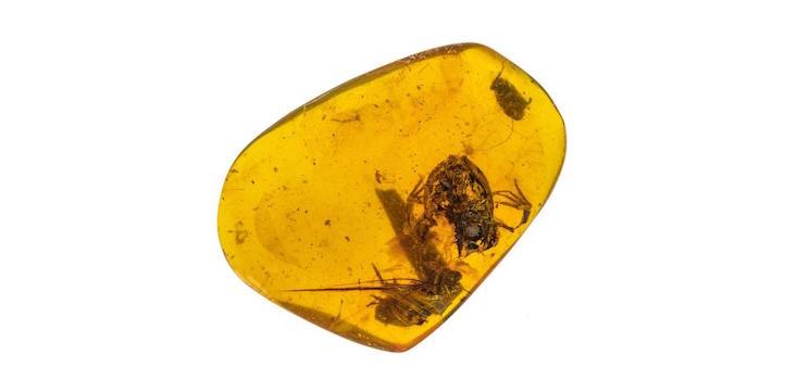 Des grenouilles âgées de 100 millions d’années piégées dans de l’ambre