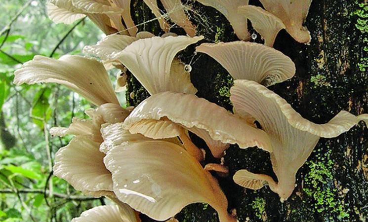 Un champignon vénéneux cause la mort de six travailleurs birmans