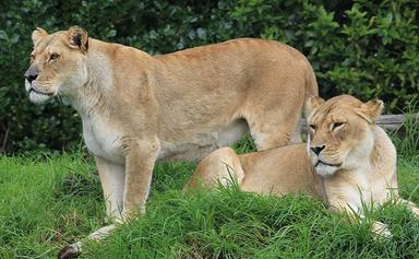 kura Amira lions de l'Auckland zoo