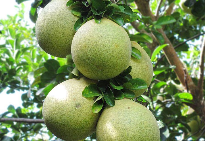 pamplemousse_koh_trung