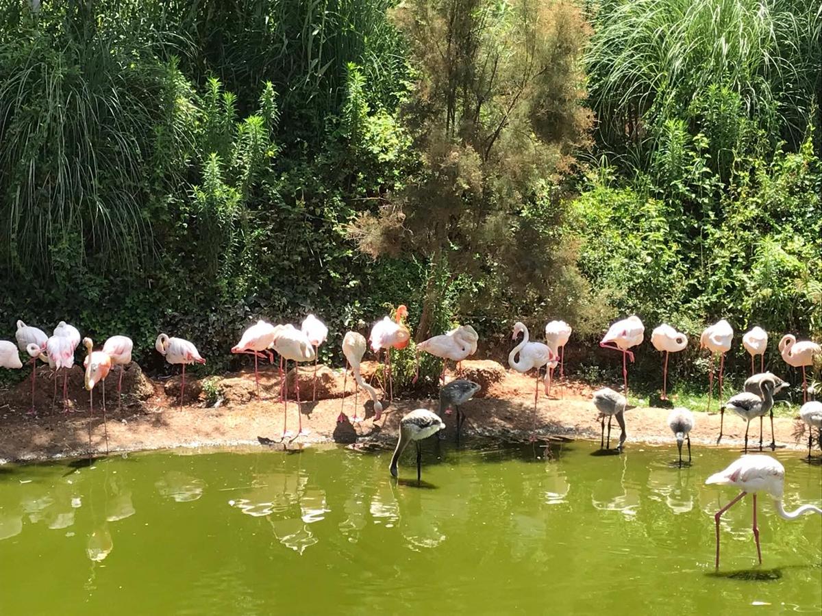 Depuis 2012, sous le label « la rencontre sauvage », le Jardin zoologique de Rabat est spécialisé dans la faune marocaine, saharienne et africaine, exposant ainsi plus de 1800 animaux représentant près de 150 espèces animales.