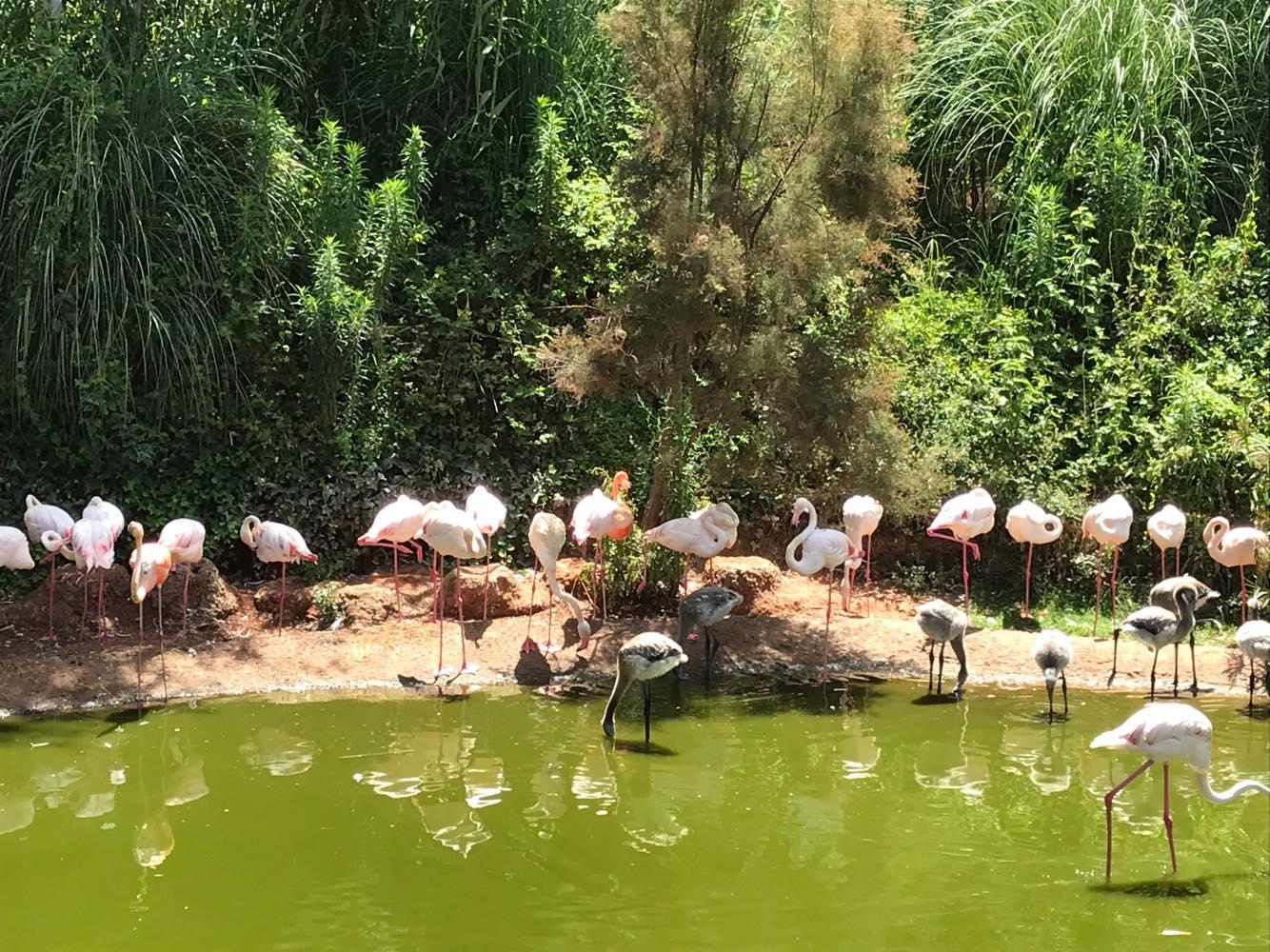Depuis 2012, sous le label « la rencontre sauvage », le Jardin zoologique de Rabat est spécialisé dans la faune marocaine, saharienne et africaine, exposant ainsi plus de 1800 animaux représentant près de 150 espèces animales.