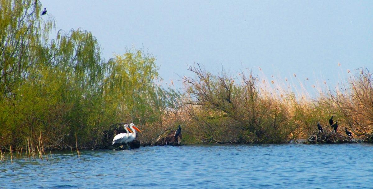 Dalmatian_Pelican_and_Great_Cormorant_in_danube_delta