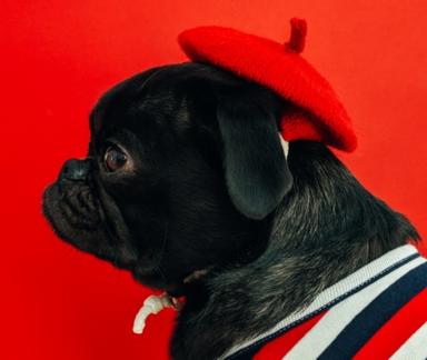 La Sunshine Coast accueille le French Festival