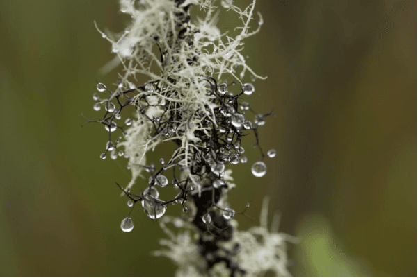jean duputuel Frailejon réserve naturelle umstanda colombie bogota environnement éco tourisme espèce en voie de disparition