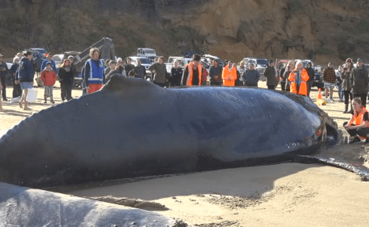 baleine plage Baylys Beach près de Dargaville dans le Northland