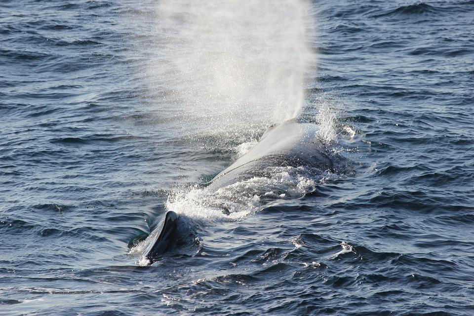 Après avoir tenté à plusieurs reprises de sauver le cachalot bloqué en baie de Saint-Vincent depuis plus de 3 semaines, les gardes nature de la province Sud ont confirmé sur zone la mort du cétacé ce mardi 14 août.