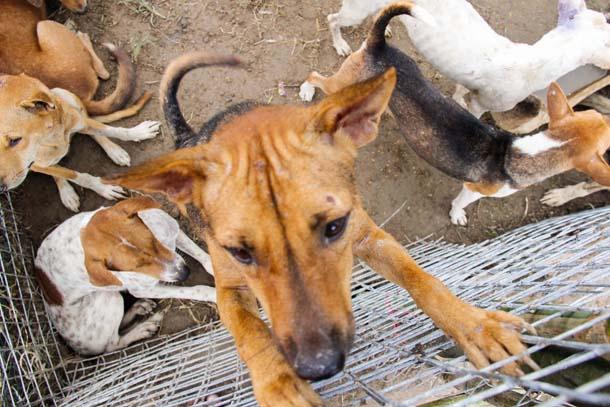 Chiens de rue à Yangon en Birmanie
