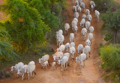 Décimation mystérieuse de bétail à Minpya Township