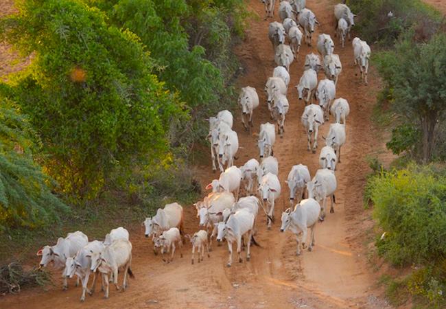 Décimation mystérieuse de bétail à Minpya Township