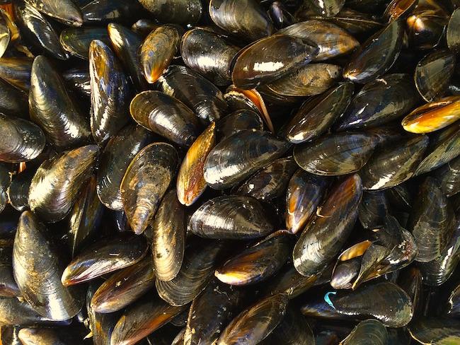 Des milliers de moules échouées à Kyaukphyu