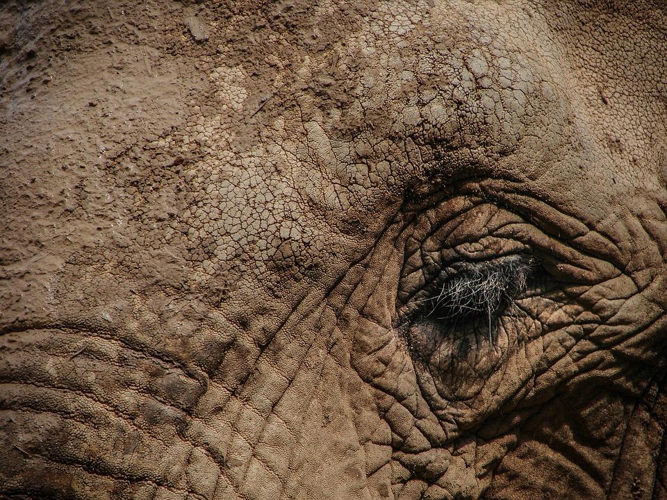 Nature-Wild-Elephant-Animal-Big-Eye-Wildlife-1427427