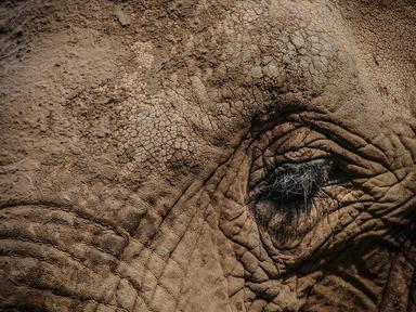 Nature-Wild-Elephant-Animal-Big-Eye-Wildlife-1427427