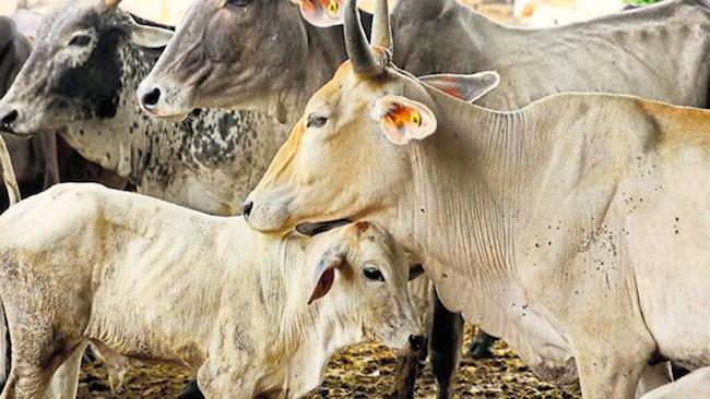 La Birmanie veut combler son déficit en exportant du bétail