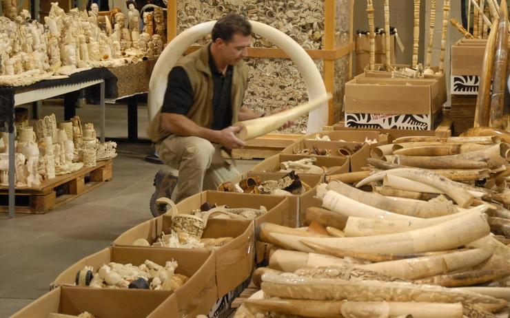 Trafic ivoire Thailande