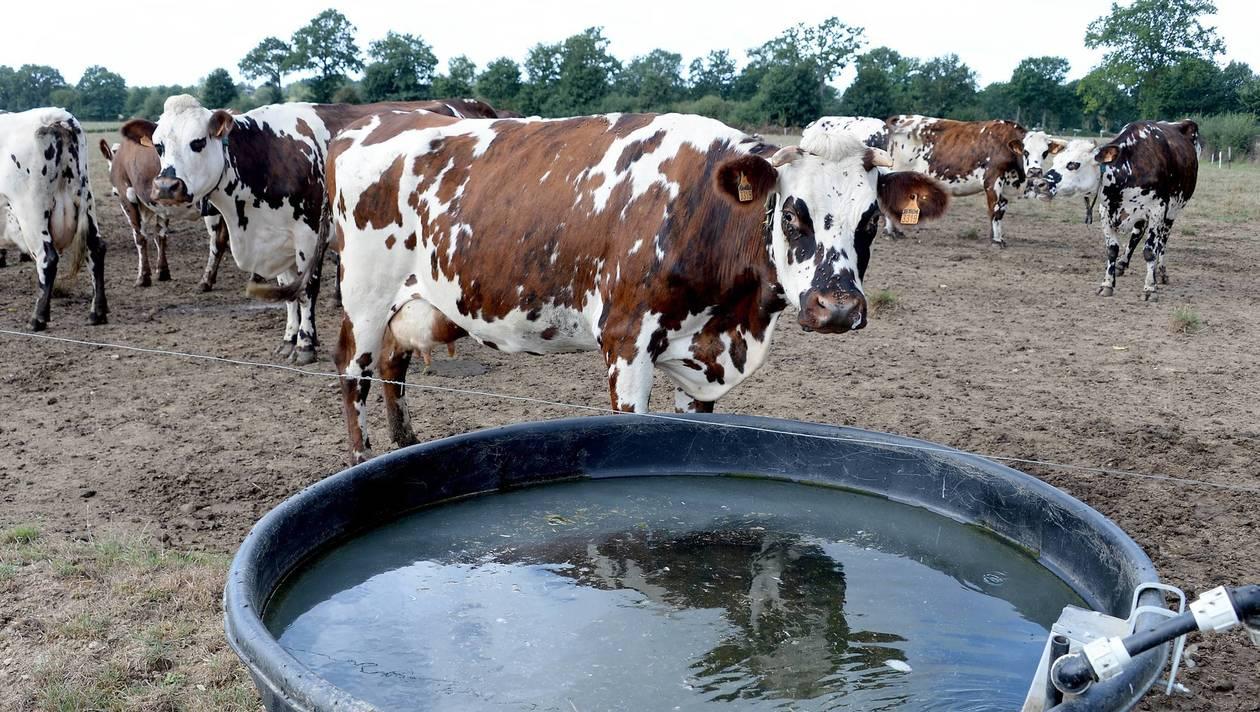 Vache Folle - Ecosse - Santé