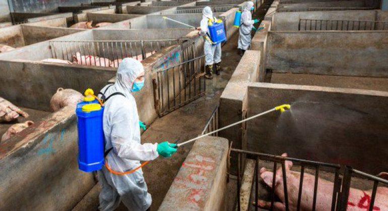 cochons porcs chine virus africain agroalimetaire