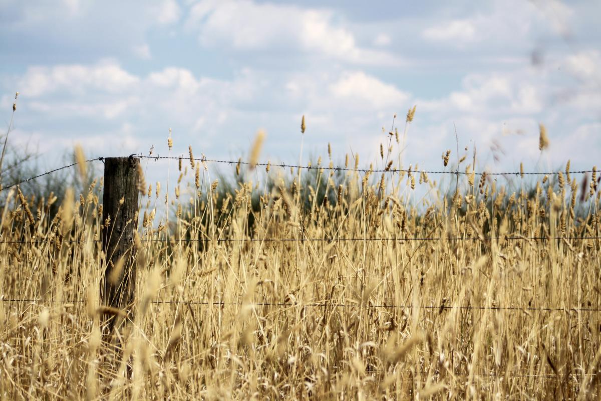 sécheresse dubbo harry meghan australie agriculteur