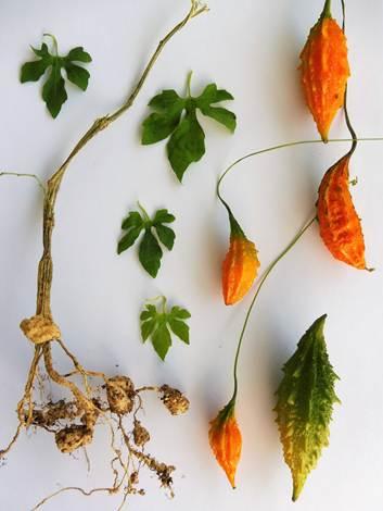 liane envahissante Parc Forestier Nouméa
