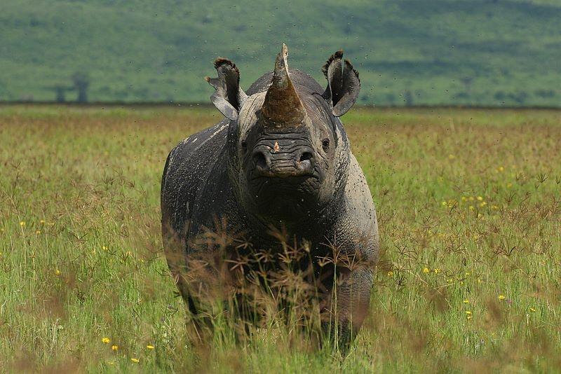 Contrebande corne rhinoceros