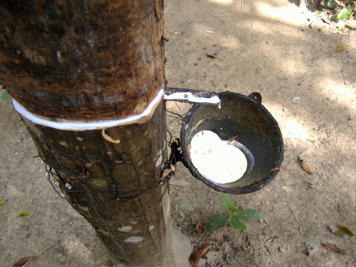 Culture du latex en Thailande