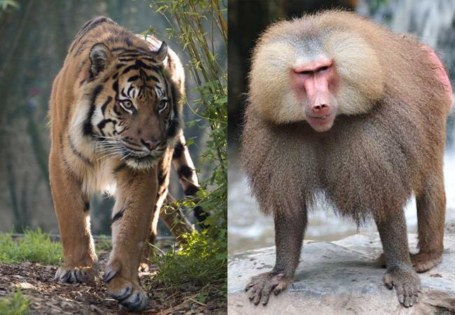 Contes de Birmanie- Pourquoi le Tigre et le Singe sont ennemis jurés?