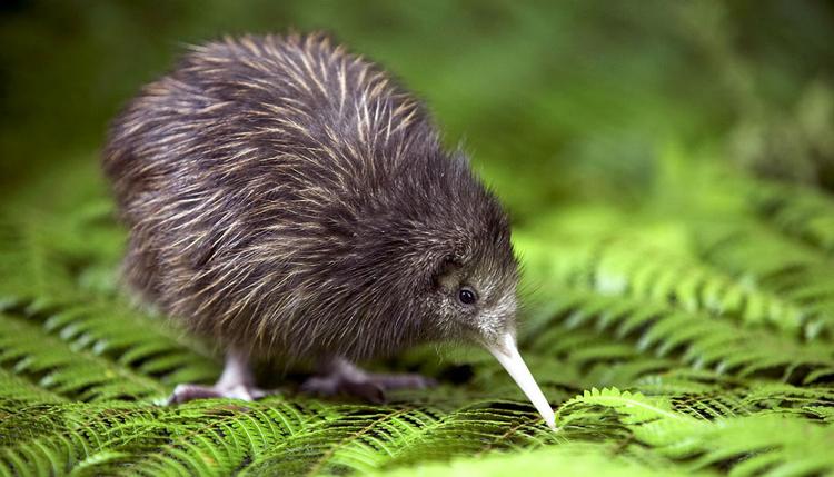 Kiwis réintroduit à Wellington