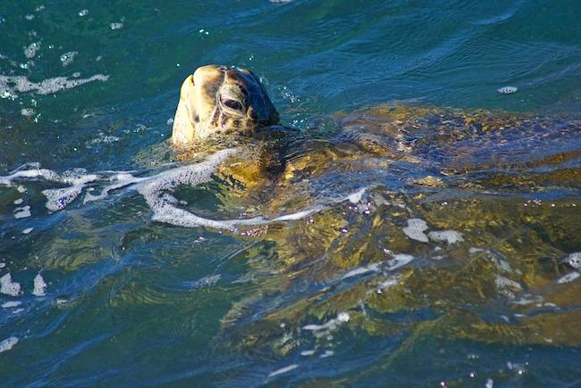 Les tortues de mer birmanes menacées de toutes parts