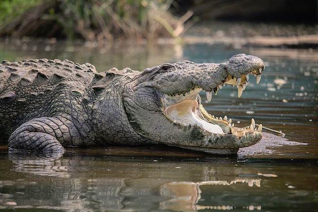 Un crocodile de presque deux mètres relâché dans la nature en Birmanie