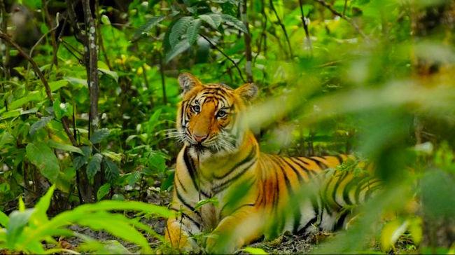 Conte de Birmanie-Maître Po et le Tigre