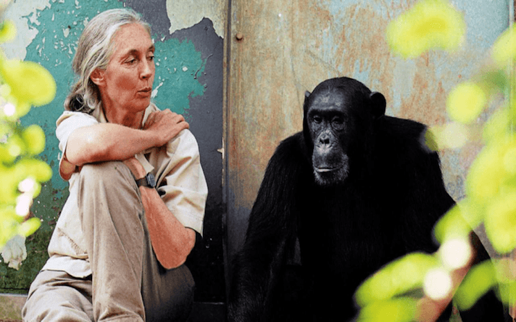 Jane Goodall