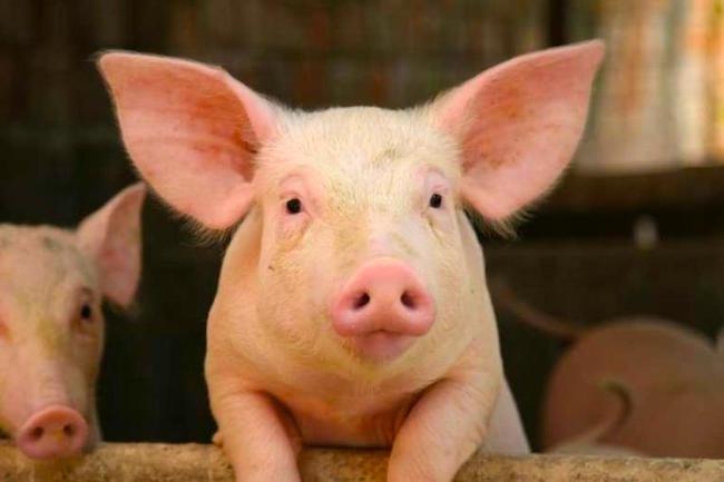 Les importations de porc suspendues par crainte de la fièvre porcine en Birmanie