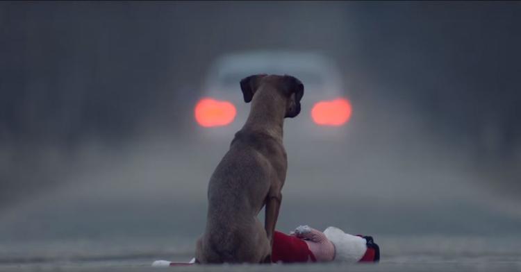 abandon-animaux-dubai