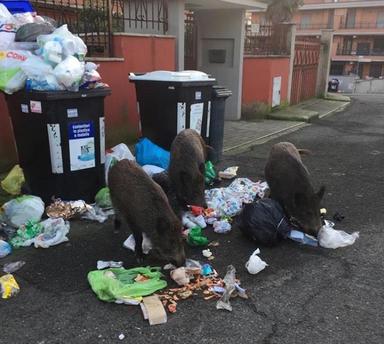 Sangliers Rome Ordures