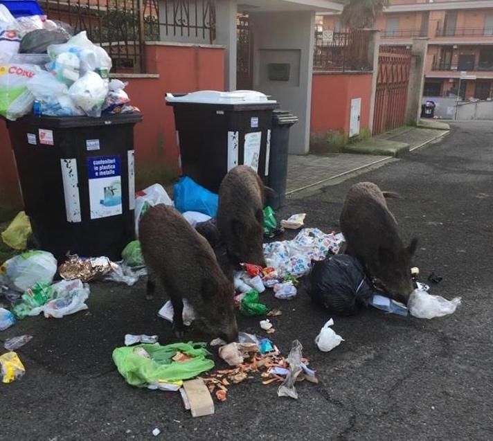 Sangliers Rome Ordures