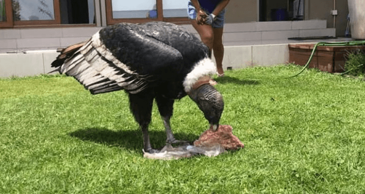 Capture d’écran 2019-01-09 à 00.35.39