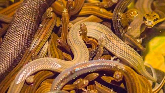 Des trafiquants de serpents arrêtés à la frontière chinoise en Birmanie
