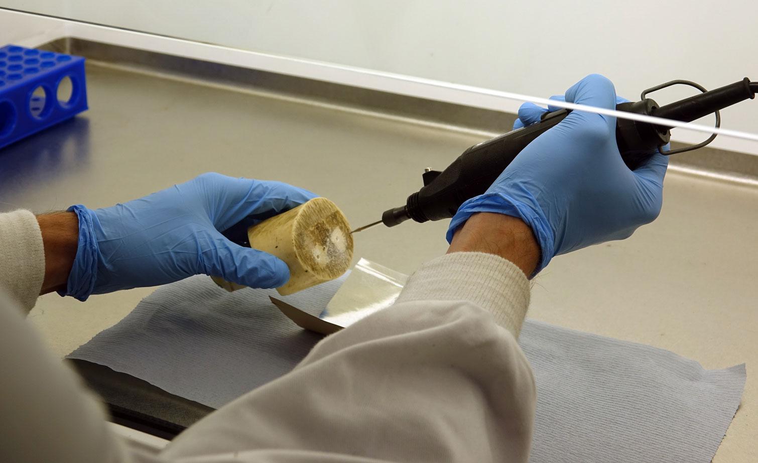drilling-ivory-samples-in-the-wildgenes-laboratory-based-at-edinburgh-zoo