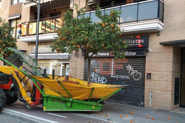 le recolte des oranges commence à valencia
