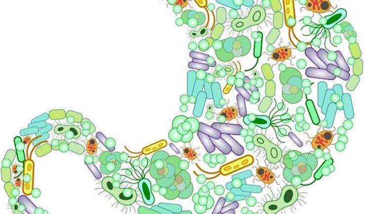 microbiote intestin digestion