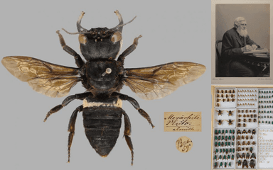 plus grosse abeille au monde Indonesie Moluques