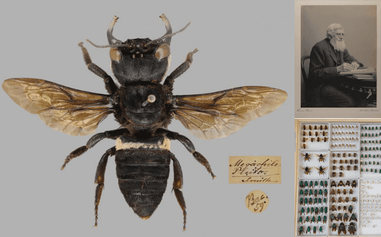 plus grosse abeille au monde Indonesie Moluques