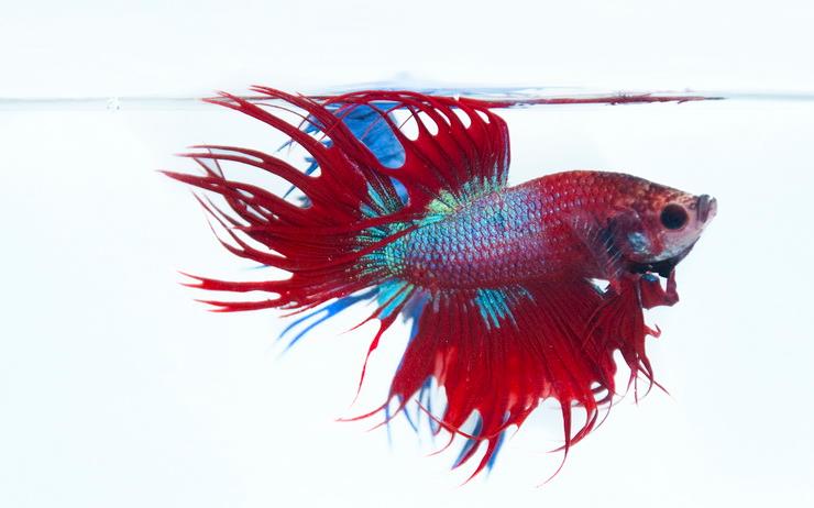 Combattant-du-Siam-by-Adib-Wahab